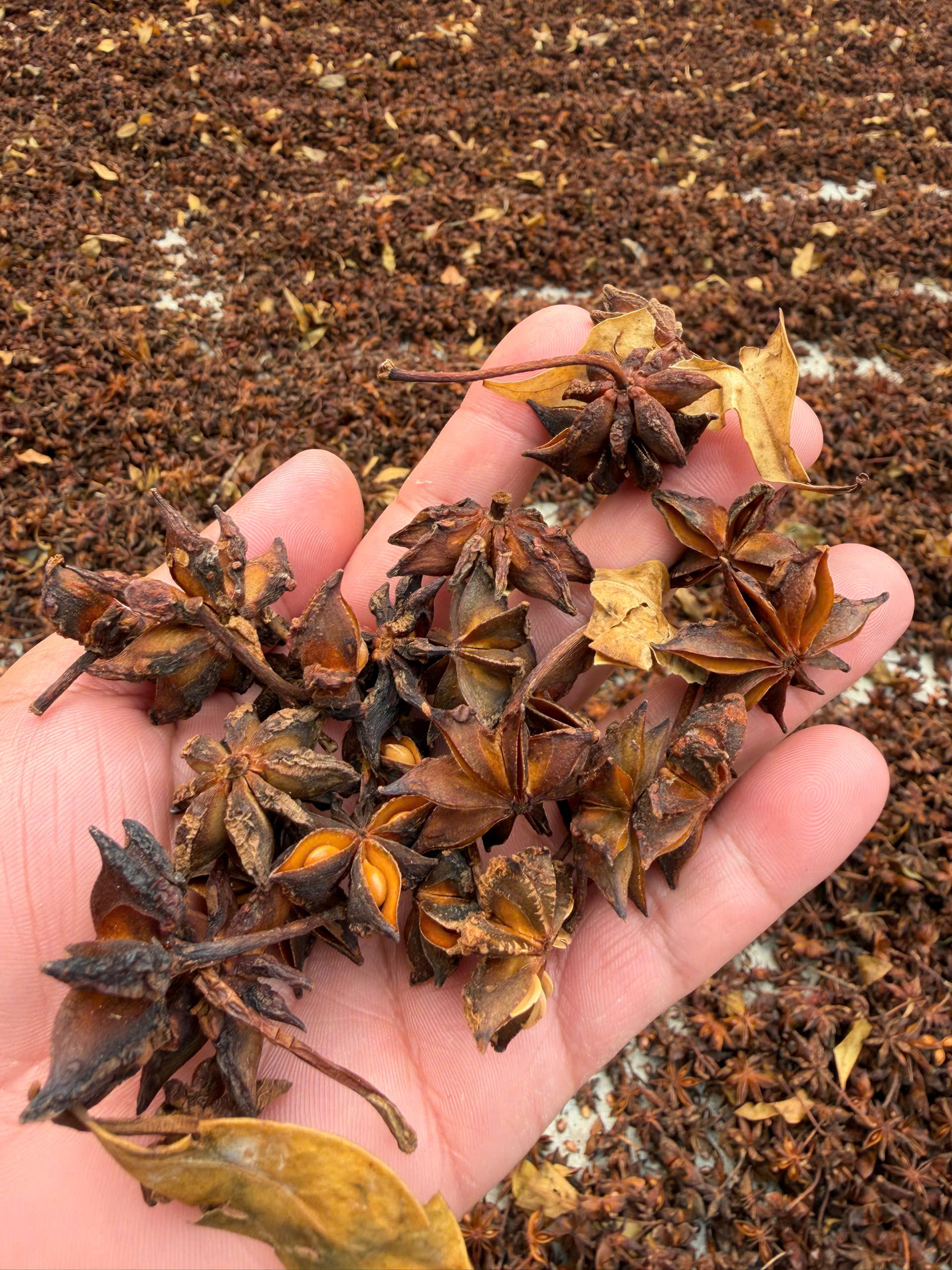 Hoa Hồi Khô Bình Liêu 100g | 100% Tự Nhiên | Thác Khe Vằn